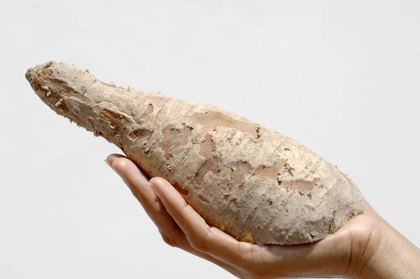 Hand Holding Cassava Root White Background — Stock Photo, Image
