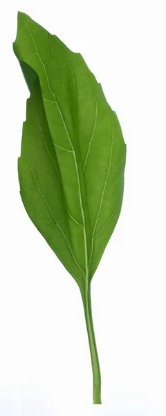 Hoja de albahaca verde —  Fotos de Stock