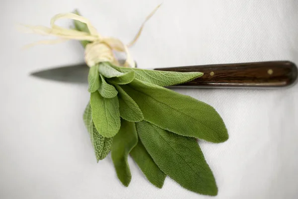 Manojo de salvia fresca — Foto de Stock