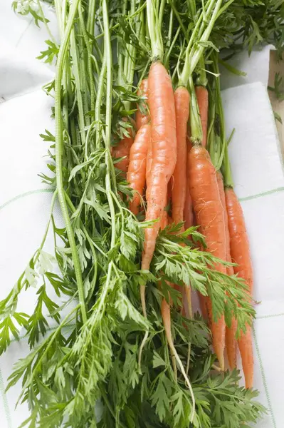 Fresh Picked морковь — стоковое фото