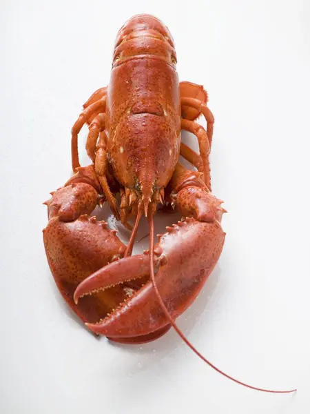 Gotowanego homara, zbliżenie — Zdjęcie stockowe