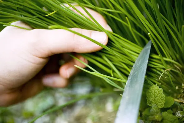 Erkek el kesme chives — Stok fotoğraf