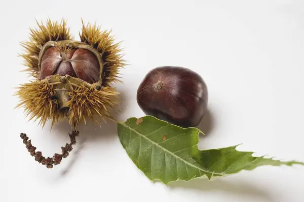 Kastanjes met blad — Stockfoto