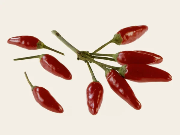 Red chili peppers with stalks — Stock Photo, Image