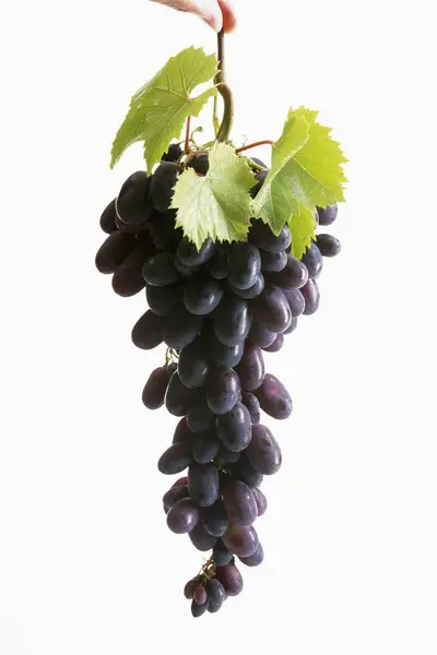 Bunch of black grapes with leaves — Stock Photo, Image