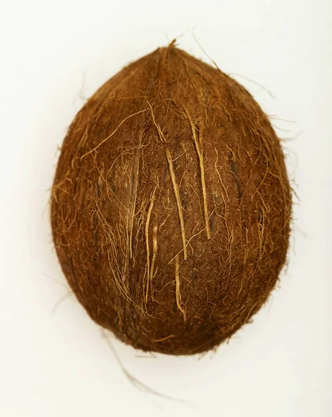 Kokosnoot in shell over Wit — Stockfoto