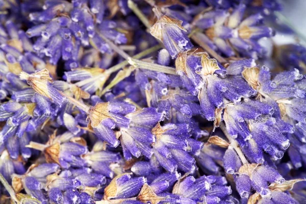 Flores de lavanda recién cortadas — Foto de Stock