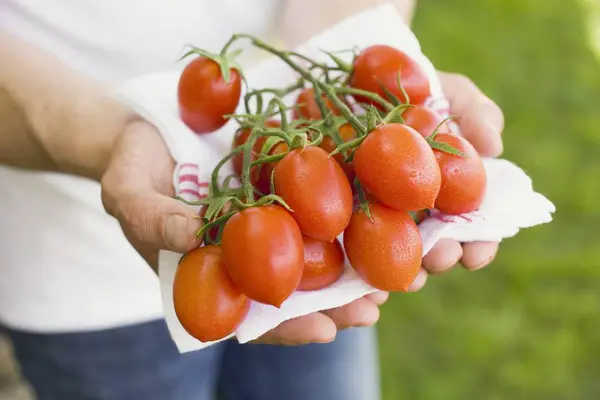 Homem segurando tomates frescos — Fotografia de Stock