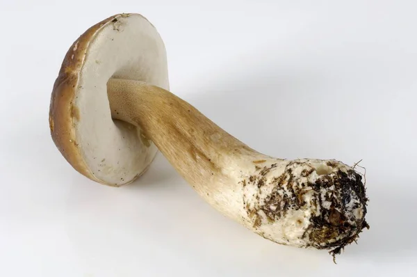 Fresh cutted cep — Stock Photo, Image