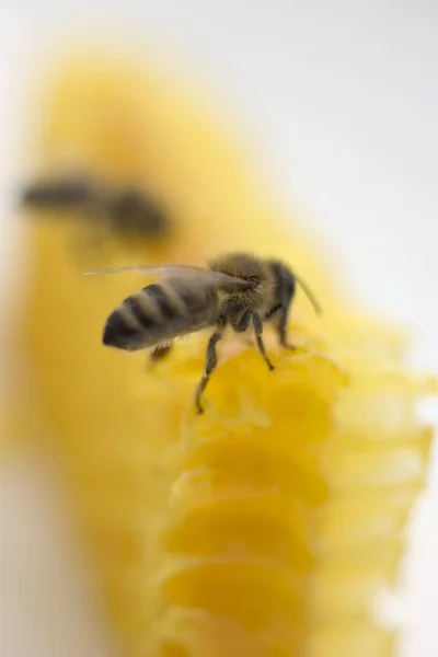 Dos abejas en panal — Foto de Stock