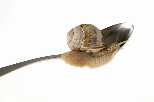 Closeup View One Live Snail Crawling Spoon — Stock Photo, Image