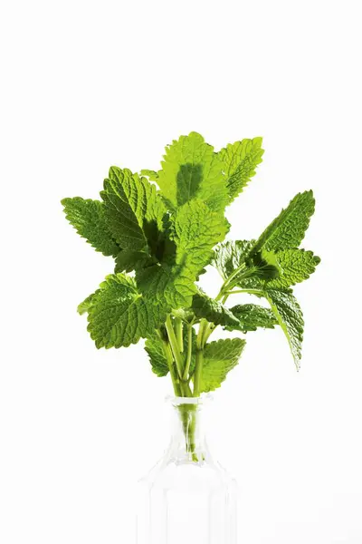 Bunch of lemon balm — Stock Photo, Image