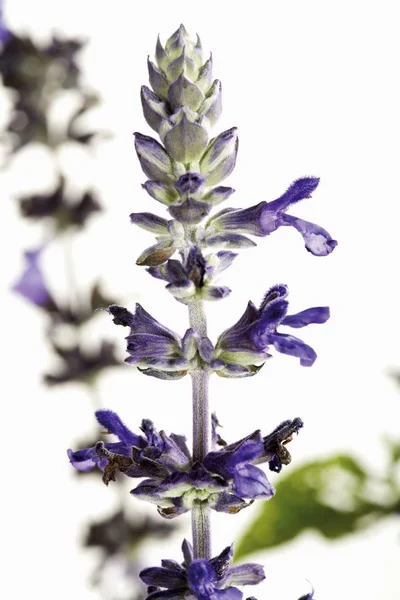 Closeup View Purple Salvia Speciosa Flowers — Stock Photo, Image