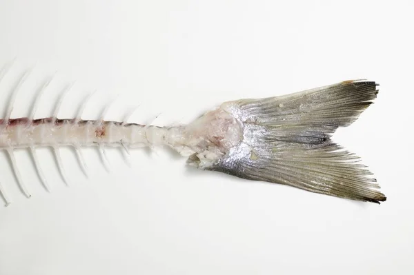 鱼骨头的鲑鳟鱼 — 图库照片