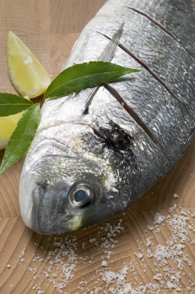 Gilthead bream with salt — Stock Photo, Image