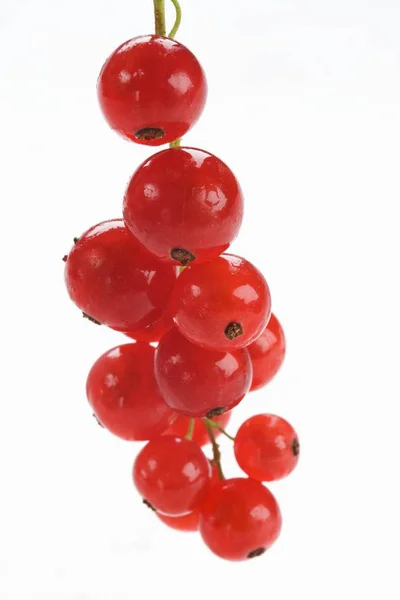 Racimo colgante de grosellas rojas maduras — Foto de Stock