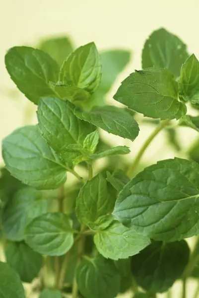 Fresh mint in small pot — Stock Photo, Image