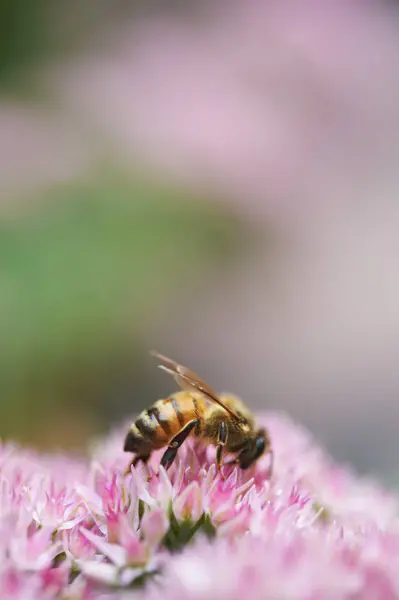 Honeybee Gathering Pollen — Stock Photo, Image