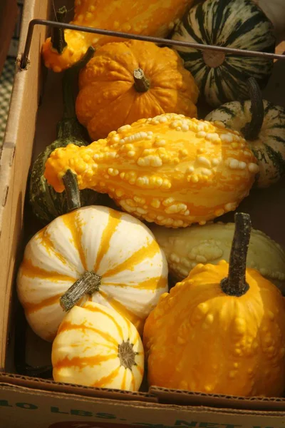 Basket Mixed Organic Gourds Display Farm Market — Stock Photo, Image