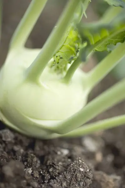 Kohlrabi growing in vegetable garden — Stock Photo, Image