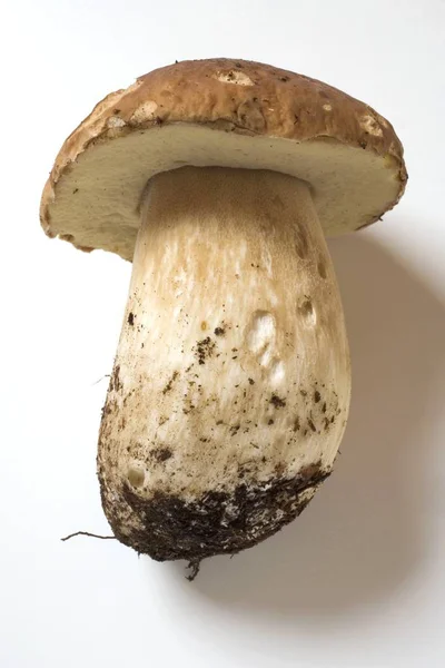 Cep fresco cortado — Foto de Stock