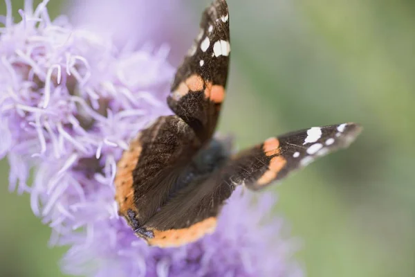 Vue Rapprochée Papillon Sur Fleur Violette — Photo