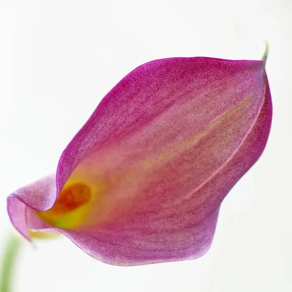 Vue Rapprochée Fleur Lys Calla Sur Fond Blanc — Photo