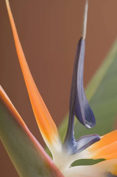 Closeup Görünüm Egzotik Sterli Çya Çiçek — Stok fotoğraf