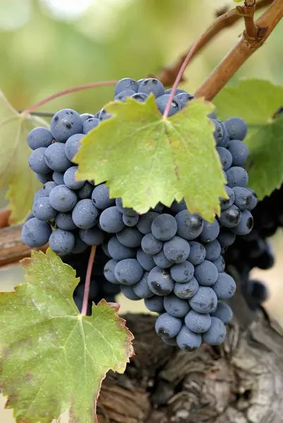 Uvas que crecen en plantas — Foto de Stock