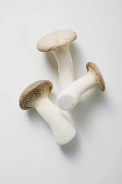 King oyster mushrooms — Stock Photo, Image