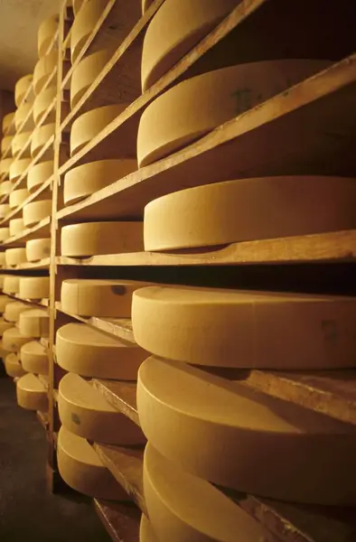 成熟期のセラーのチーズ — ストック写真