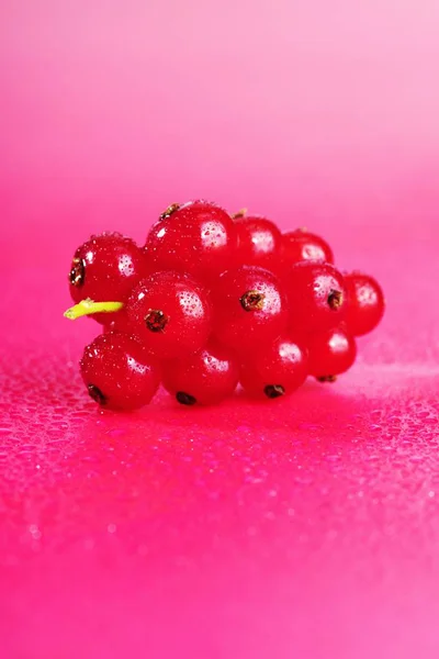 Bund frische rote Johannisbeeren — Stockfoto