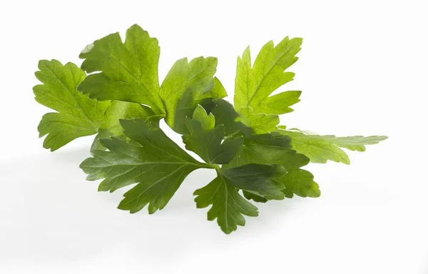 Flat parsley leaves — Stock Photo, Image