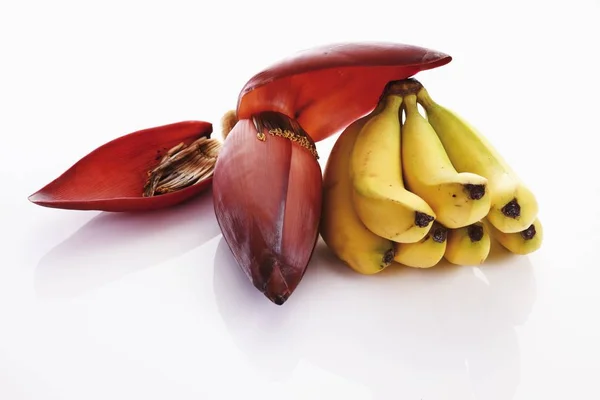香蕉和香蕉花 — 图库照片
