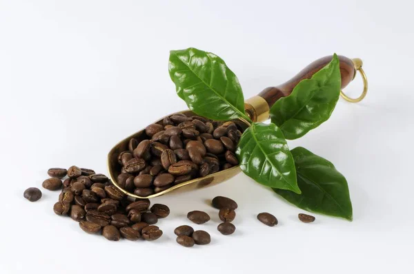 Kaffebönor i metall scoop — Stockfoto