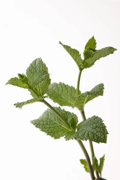Fresh mint sprig — Stock Photo, Image