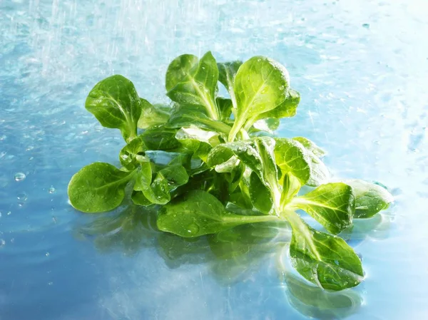 Corn salad i vatten — Stockfoto