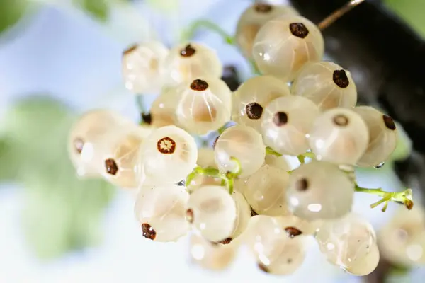 Bitki üzerinde olgun beyaz kuş üzümü — Stok fotoğraf