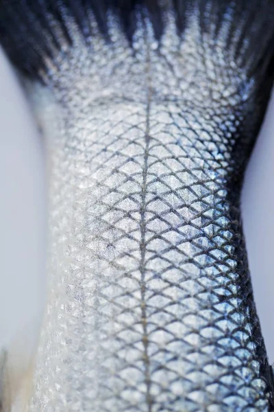 원시 신선한 fishtail — 스톡 사진