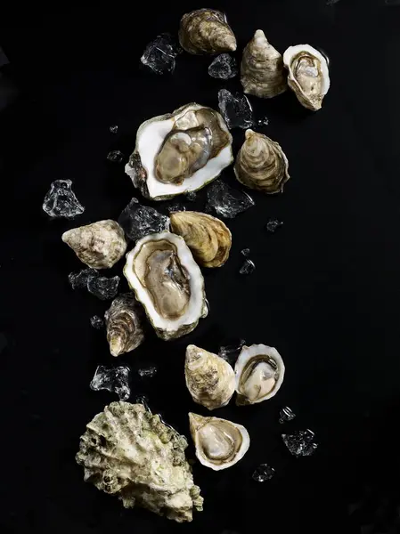 Rauwe oesters met ijsblokjes — Stockfoto