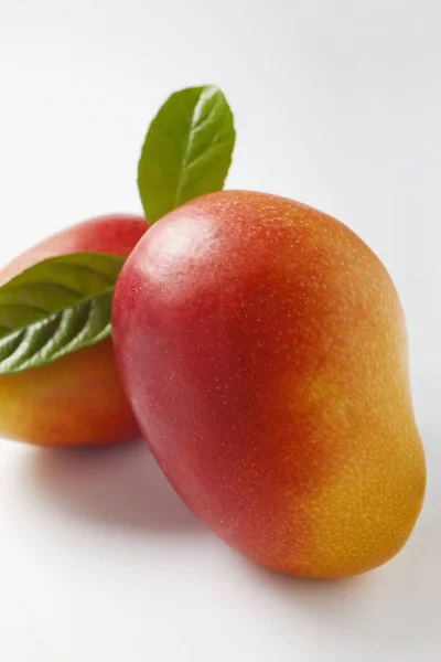 Dojrzałe mango z liści — Zdjęcie stockowe