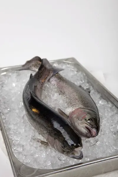 Trucha arco iris cruda sobre hielo — Foto de Stock