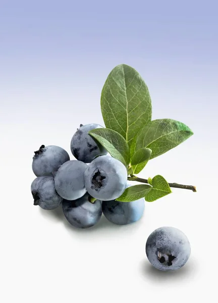 Blueberries with stems and leaves — Stock Photo, Image