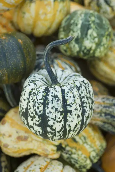 Surtido Calabazas Ornamentales Sobre Fondo Borroso — Foto de Stock