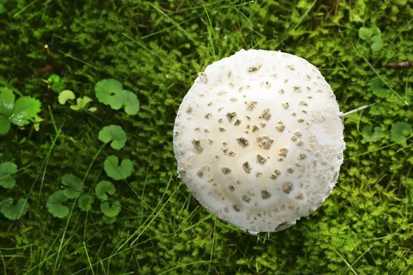 Vista Superior Cogumelo Amanita Strobiliformis — Fotografia de Stock