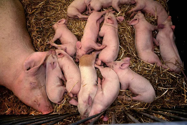 Top View Mother Pig Piglets Sleeping Straw — Stock Photo, Image