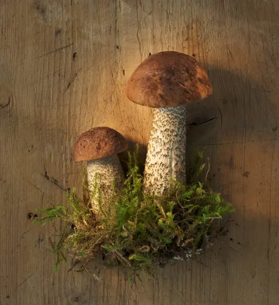 Birch bolete mushrooms with moss — Stock Photo, Image