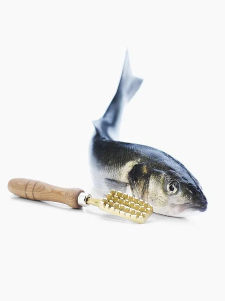 Havsabborre med fisk scaler — Stockfoto