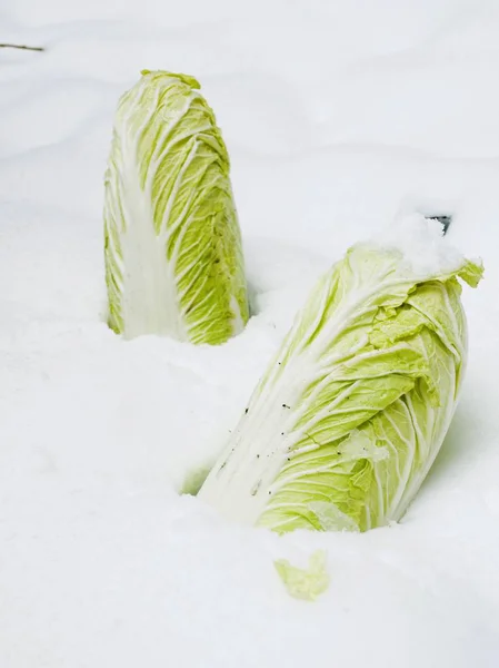 Coles chinos en la nieve —  Fotos de Stock