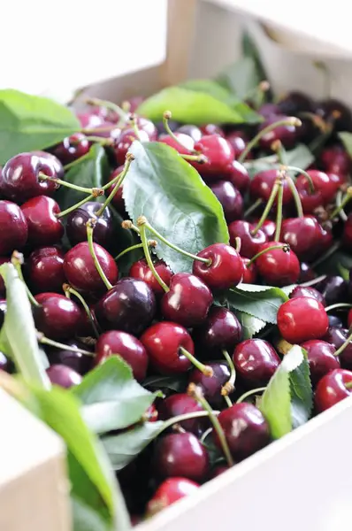 Fresh picked Cherries with leaves — Stock Photo, Image